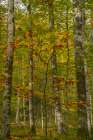 Slovenia, Triglav National Park. Forest in autumn. Art Print